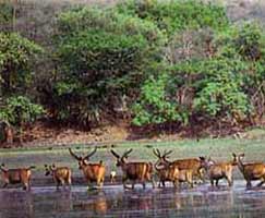 Tour Package Sariska