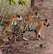 Sariska Tour Packages